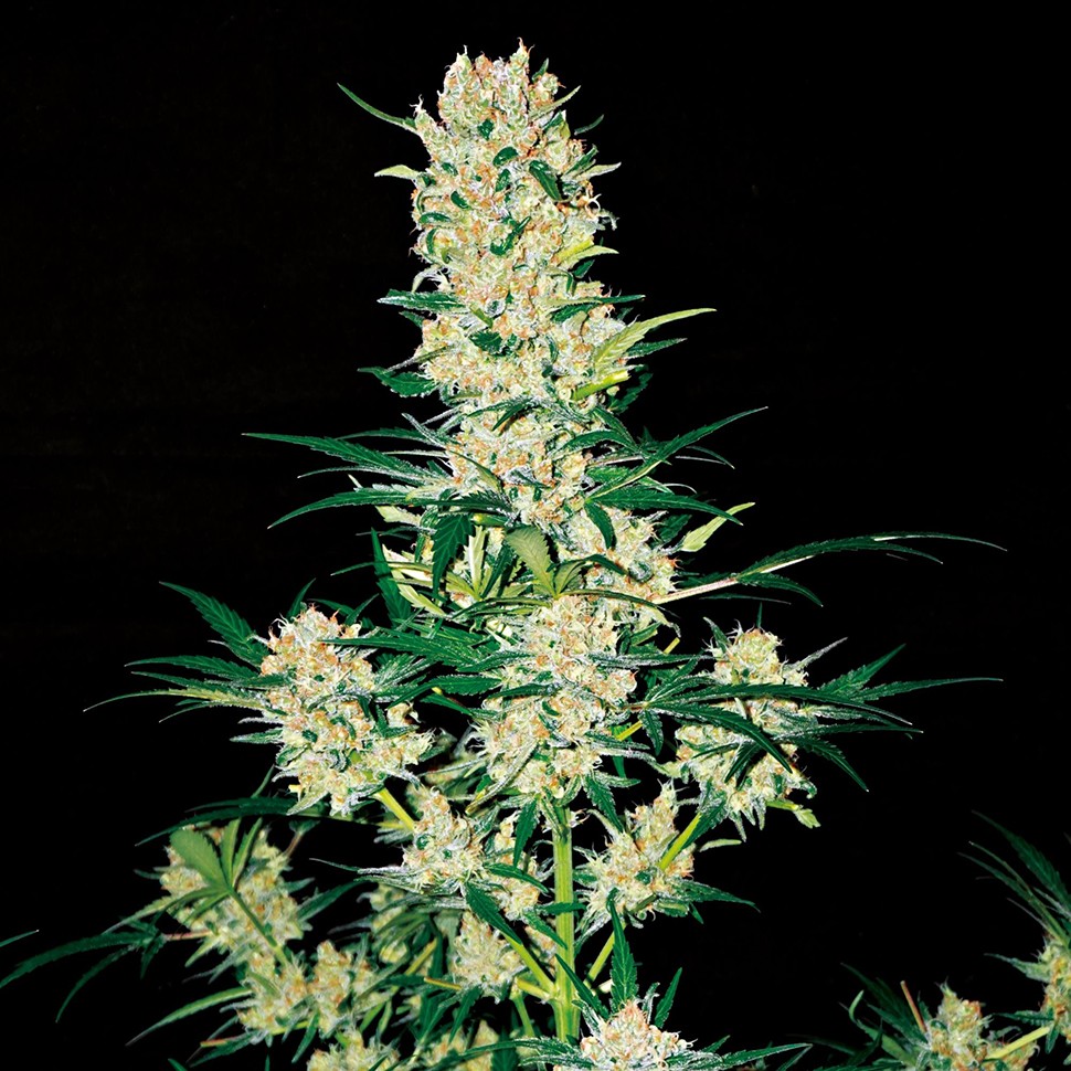 Семена Auto AK 49 regular Ganja Seeds