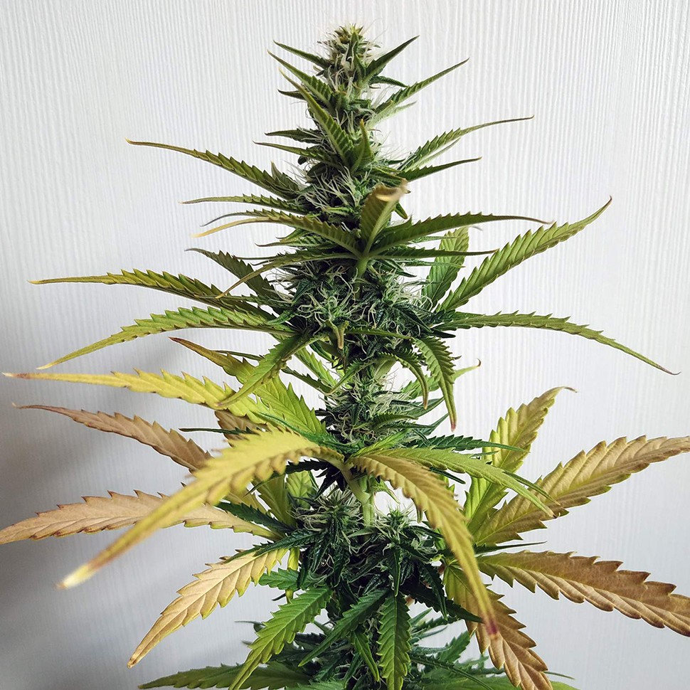 купить семена конопли недорого Lowgold reg купить семена конопли недорого Lowgold reg