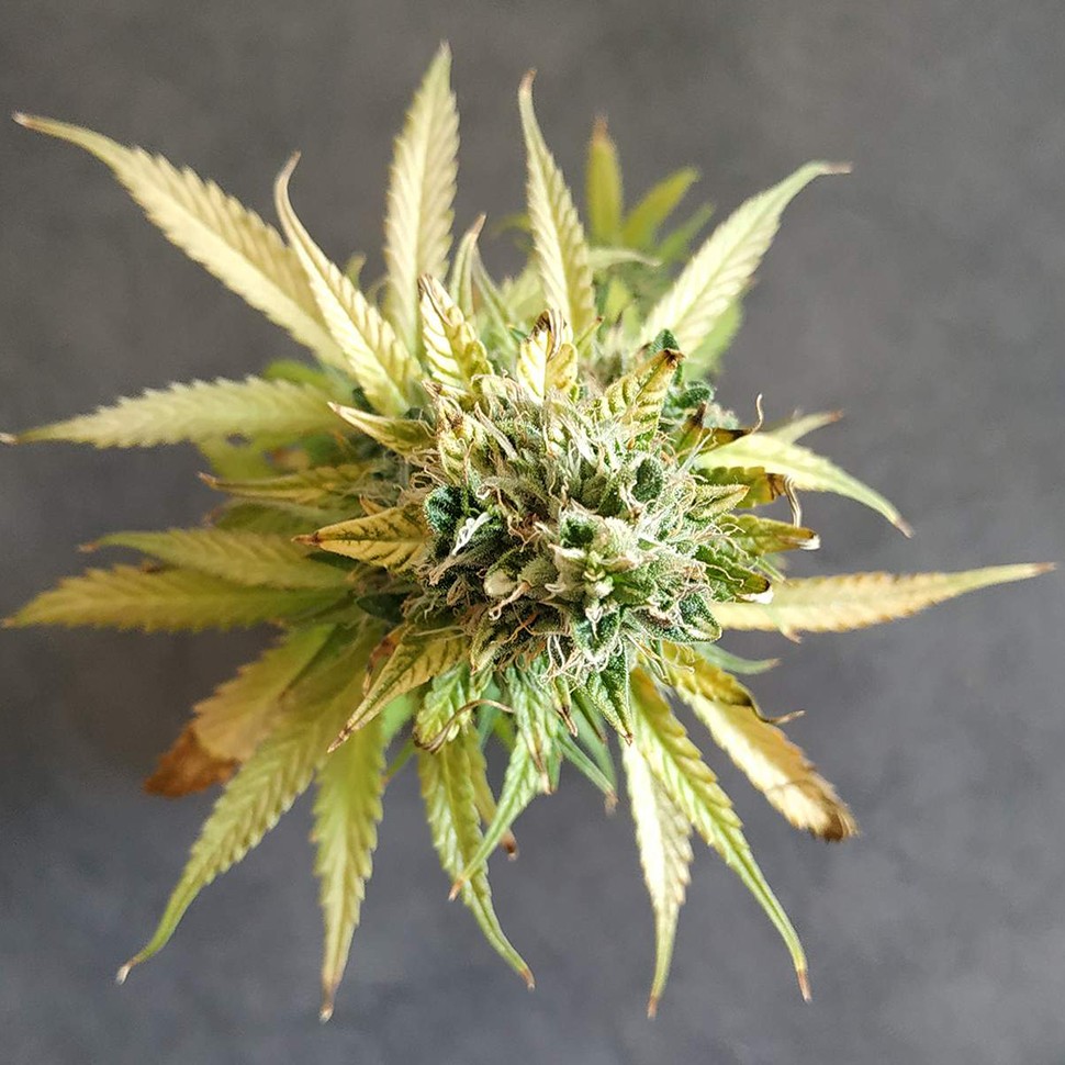 конопля семена сорта заказать Lowgold reg конопля семена сорта заказать Lowgold reg