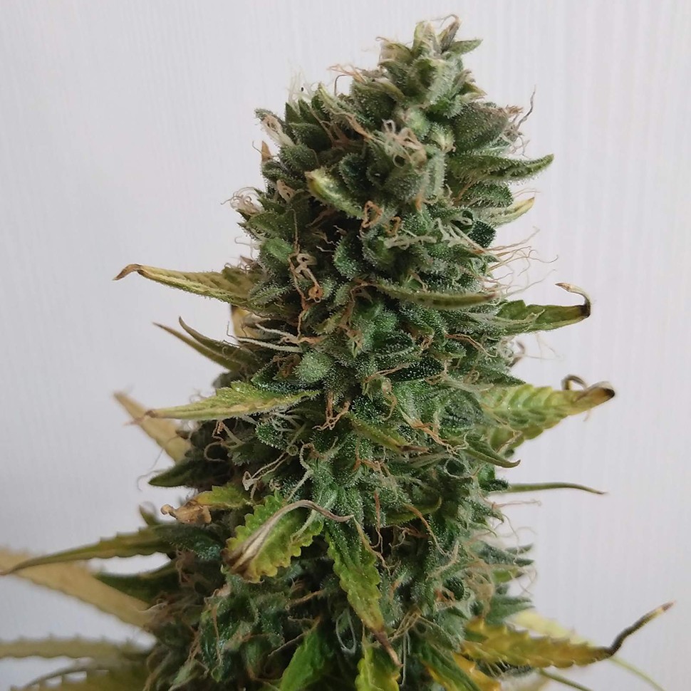Семена Lowgold regular Ganja Seeds