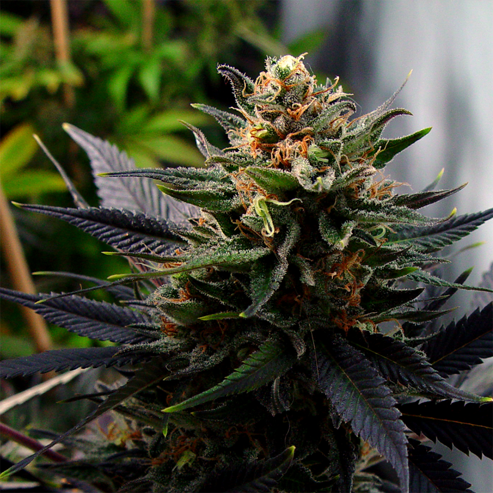 Семена конопли  Auto Lavender feminised Ganja Seeds