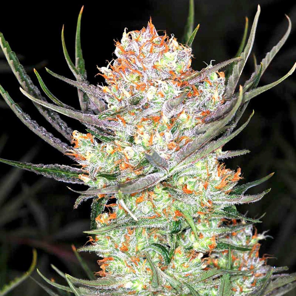 Семена Colossus feminised GanjaVIP Seeds