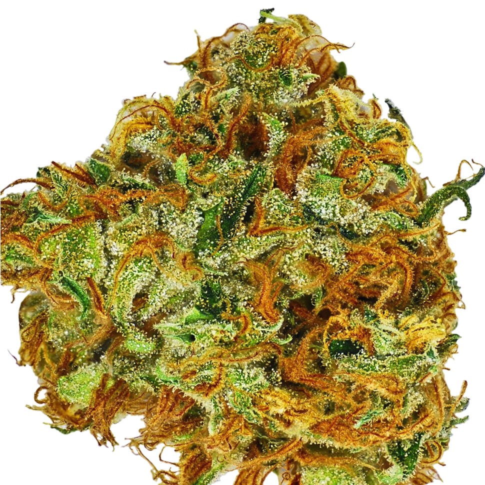 купить семена конопли Colossus feminised купить семена конопли Colossus feminised