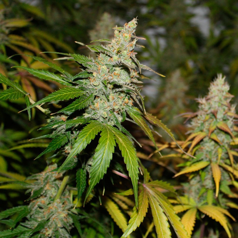 купить семена конопли Colossus feminised в фирменной упаковке купить семена конопли Colossus feminised в фирменной упаковке