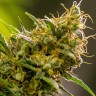 купить семена конопли в фирменной упаковке Silver Haze feminised купить семена конопли в фирменной упаковке Silver Haze feminised