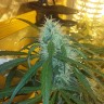 семена конопли феминизированные Ultra Power Plant feminised Victory Seeds семена конопли феминизированные Ultra Power Plant feminised Victory Seeds