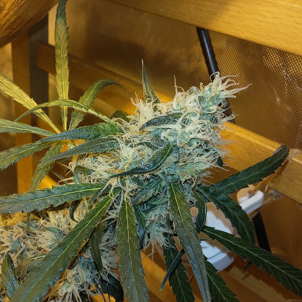 качественные семена конопли Ultra Power Plant feminised Victory Seeds качественные семена конопли Ultra Power Plant feminised Victory Seeds