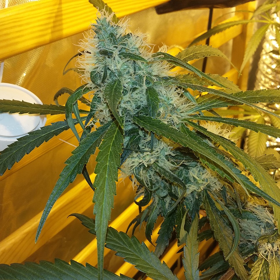 семена индийской конопли Ultra Power Plant feminised Victory Seeds семена индийской конопли Ultra Power Plant feminised Victory Seeds