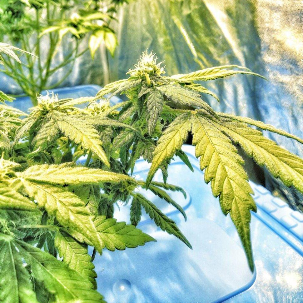 Flowershell Bomb feminised Ganja Seeds Flowershell Bomb feminised Ganja Seeds