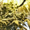 феминизированные семена конопли Flowershell Bomb feminised Ganja Seeds феминизированные семена конопли Flowershell Bomb feminised Ganja Seeds