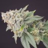 Семена марихуаны Flowershell Bomb feminised Ganja Seeds Семена марихуаны Flowershell Bomb feminised Ganja Seeds