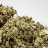 купить семена конопли аутдор Afghan Haze feminised купить семена конопли аутдор Afghan Haze feminised
