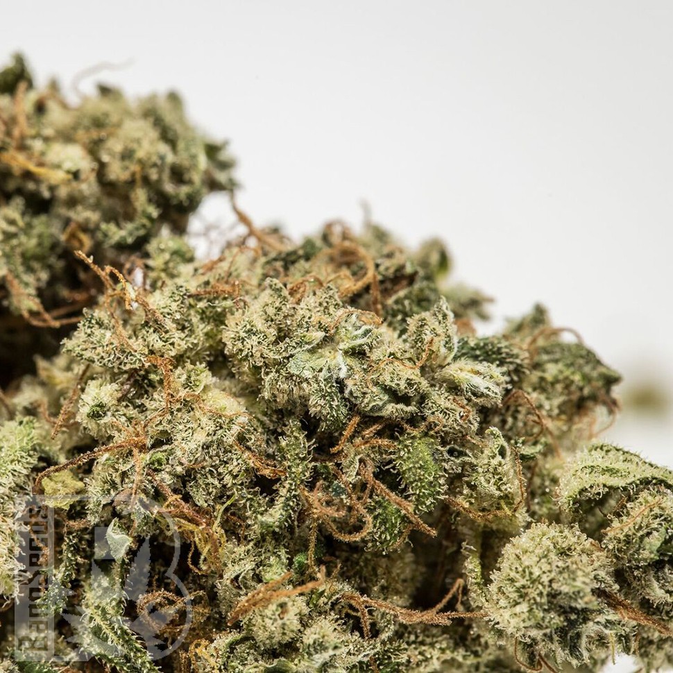 купить семена конопли аутдор Afghan Haze feminised купить семена конопли аутдор Afghan Haze feminised