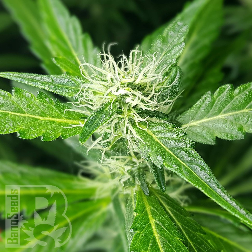 купить семена конопли Afghan Haze feminised купить семена конопли Afghan Haze feminised