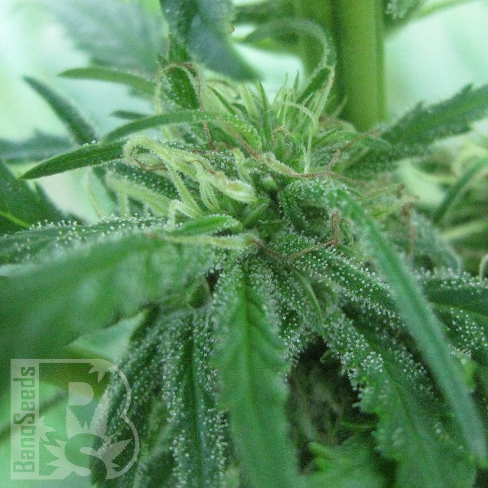 купить семена конопли в оригинальных упаковках Afghan Haze feminised купить семена конопли в оригинальных упаковках Afghan Haze feminised