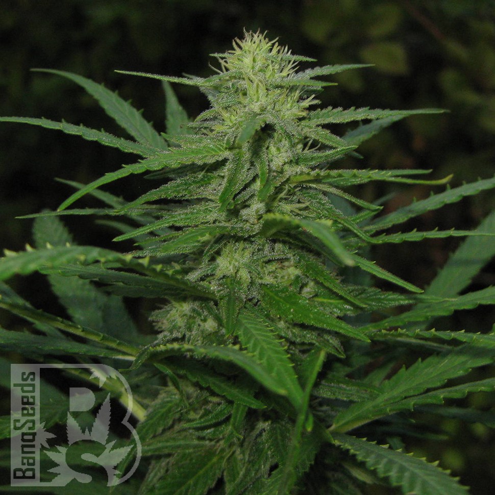 купить семена конопли в фирменной упаковке Afghan Haze feminised купить семена конопли в фирменной упаковке Afghan Haze feminised