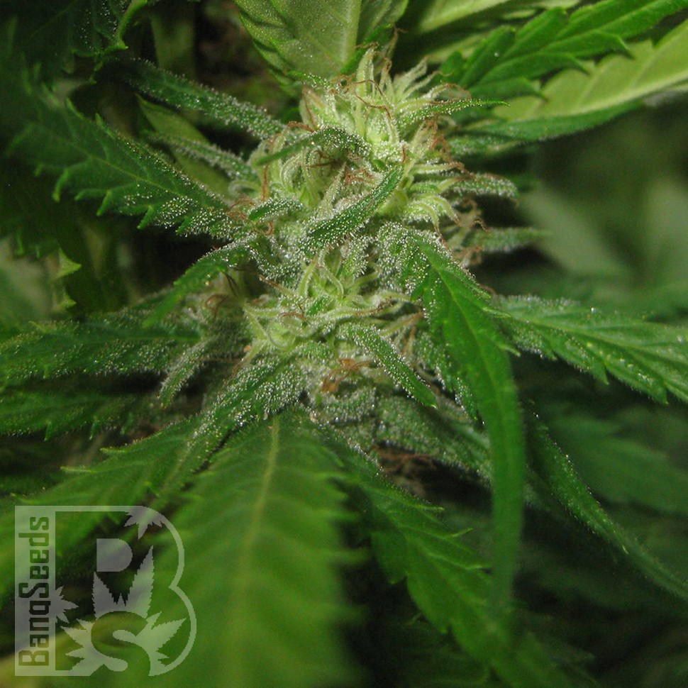 купить семена конопли с доставкой Afghan Haze feminised купить семена конопли с доставкой Afghan Haze feminised