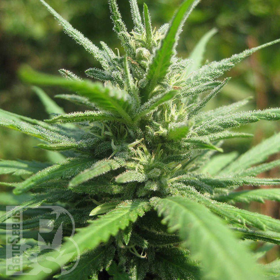 купить семена конопли в Украине Afghan Haze feminised купить семена конопли в Украине Afghan Haze feminised