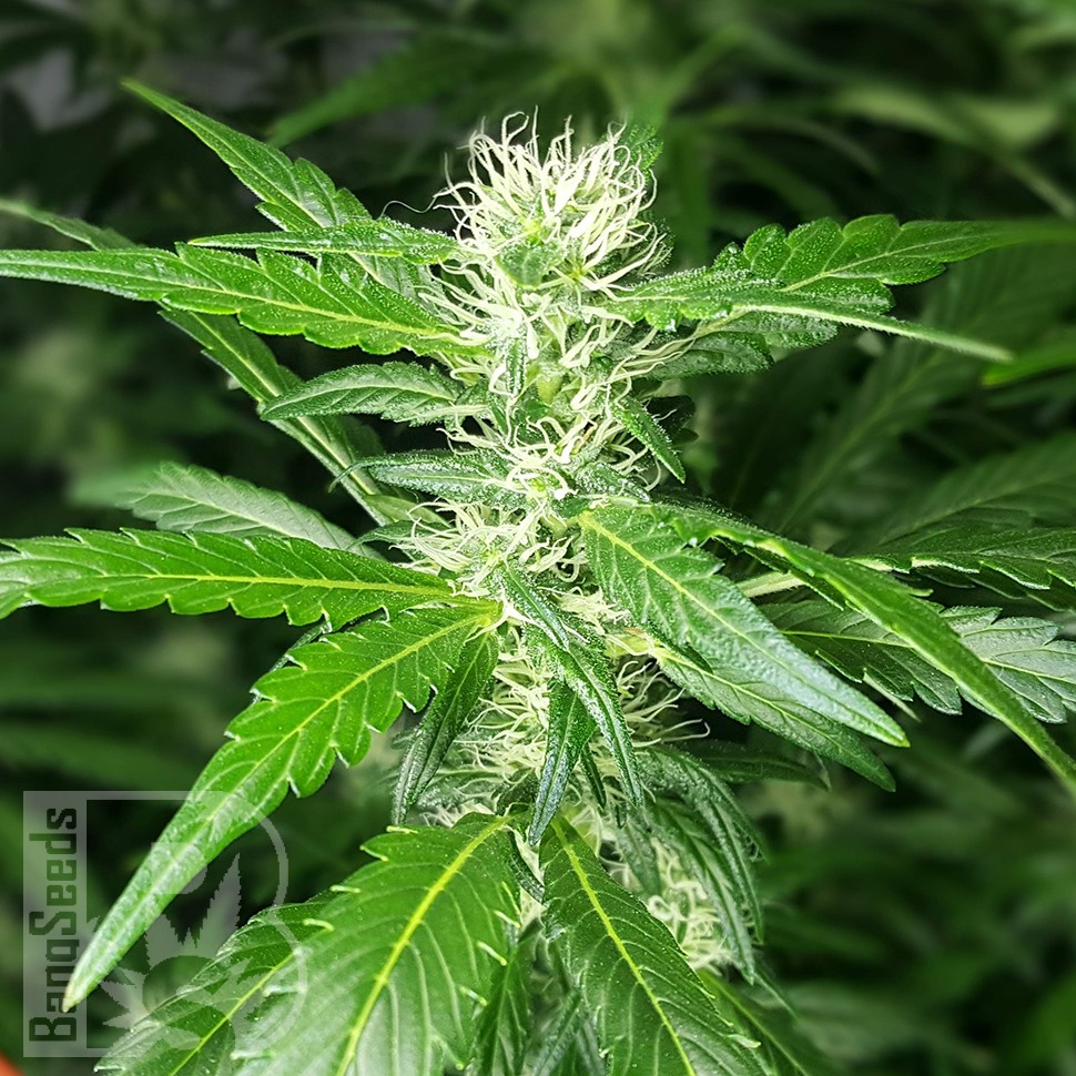 купить семена конопли гидропоники Afghan Haze feminised купить семена конопли гидропоники Afghan Haze feminised