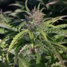 Cream Caramel feminised Ganja Seeds Cream Caramel feminised Ganja Seeds