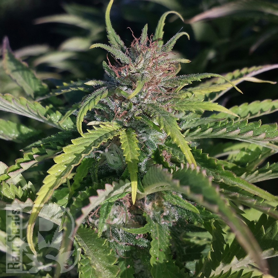 Cream Caramel feminised Ganja Seeds Cream Caramel feminised Ganja Seeds