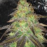Cream Caramel feminised Ganja Seeds Cream Caramel feminised Ganja Seeds