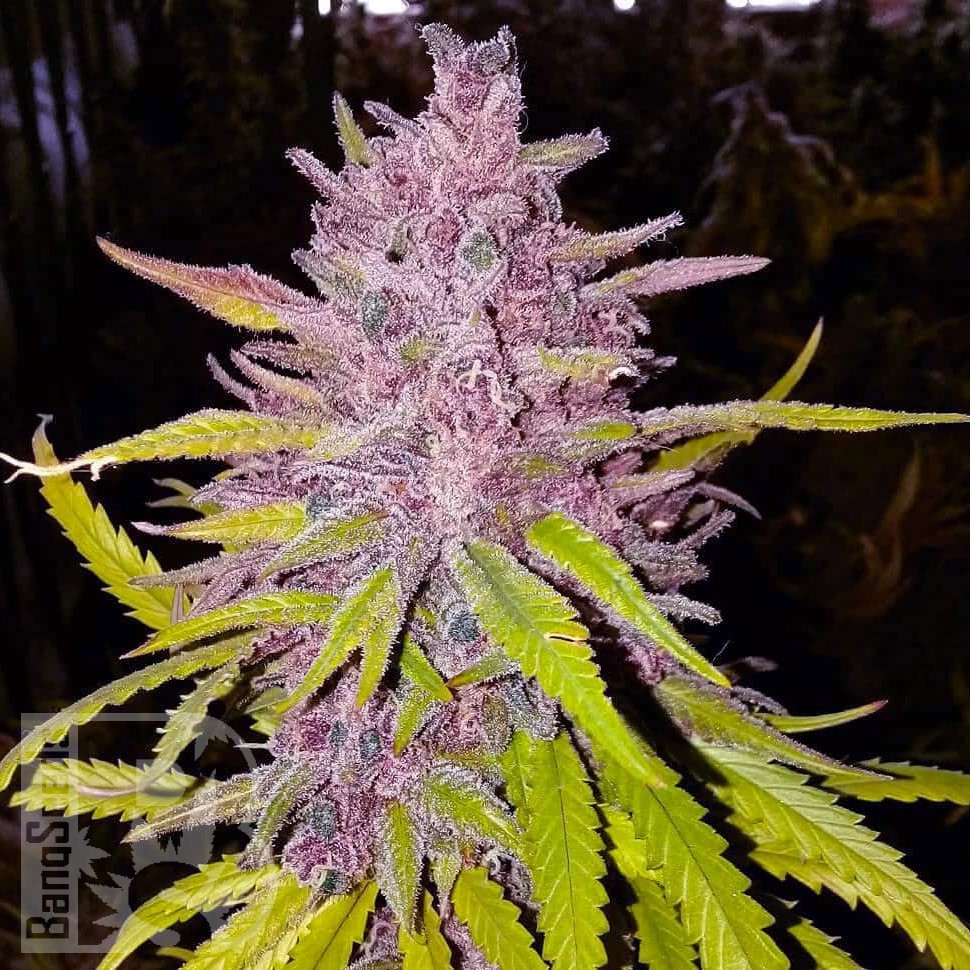 Cream Caramel feminised Ganja Seeds Cream Caramel feminised Ganja Seeds