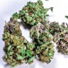 Семена ганжа White Blueberry Pie feminised Ganja Seeds Семена ганжа White Blueberry Pie feminised Ganja Seeds