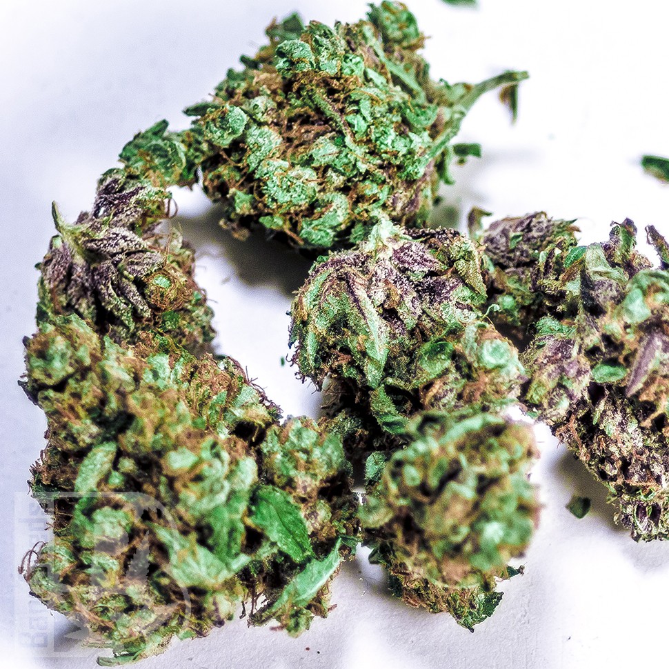 Семена ганжа White Blueberry Pie feminised Ganja Seeds Семена ганжа White Blueberry Pie feminised Ganja Seeds