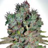 Семена ганжа White Blueberry Pie feminised Ganja Seeds Семена ганжа White Blueberry Pie feminised Ganja Seeds
