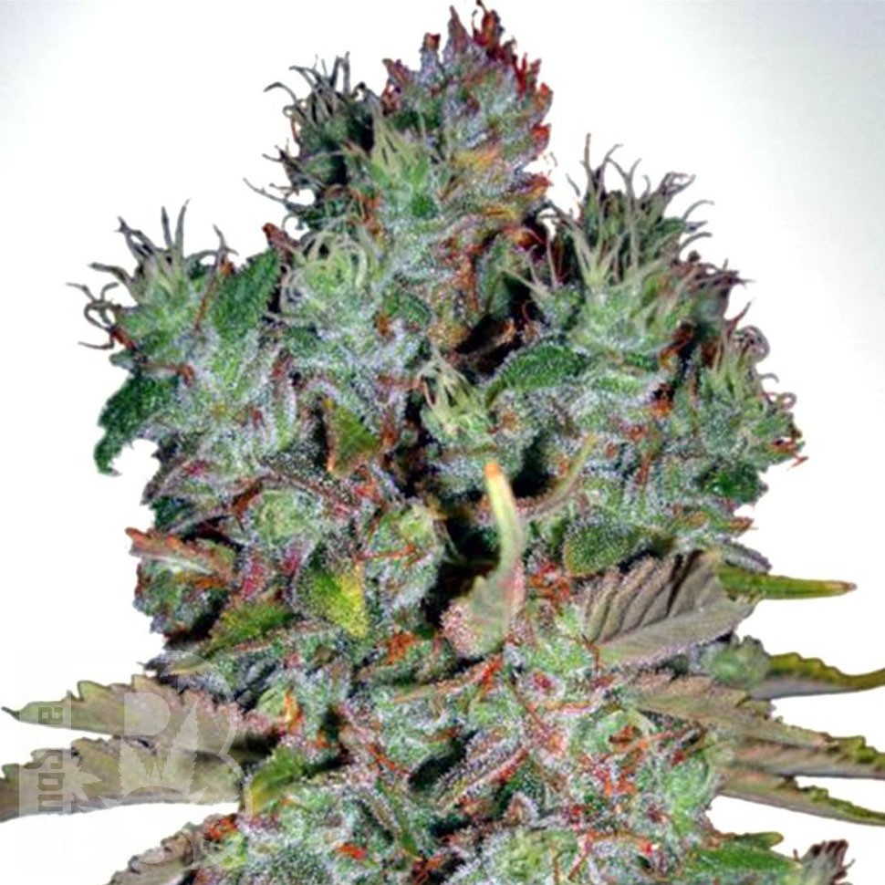 Семена ганжа White Blueberry Pie feminised Ganja Seeds Семена ганжа White Blueberry Pie feminised Ganja Seeds
