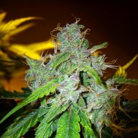 White Blueberry Pie feminised Ganja Seeds