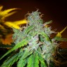 Семена ганжа White Blueberry Pie feminised Ganja Seeds Семена ганжа White Blueberry Pie feminised Ganja Seeds