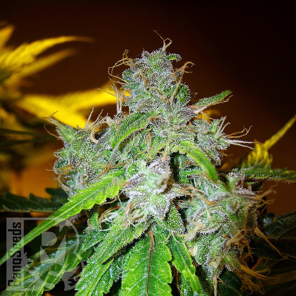 Семена ганжа White Blueberry Pie feminised Ganja Seeds
