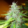 Семена ганжа White Blueberry Pie feminised Ganja Seeds Семена ганжа White Blueberry Pie feminised Ganja Seeds