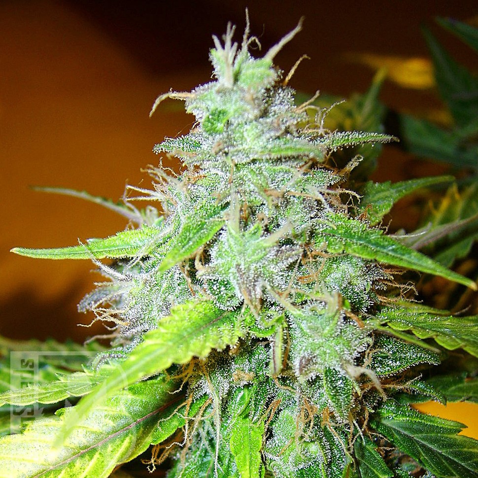Семена ганжа White Blueberry Pie feminised Ganja Seeds Семена ганжа White Blueberry Pie feminised Ganja Seeds