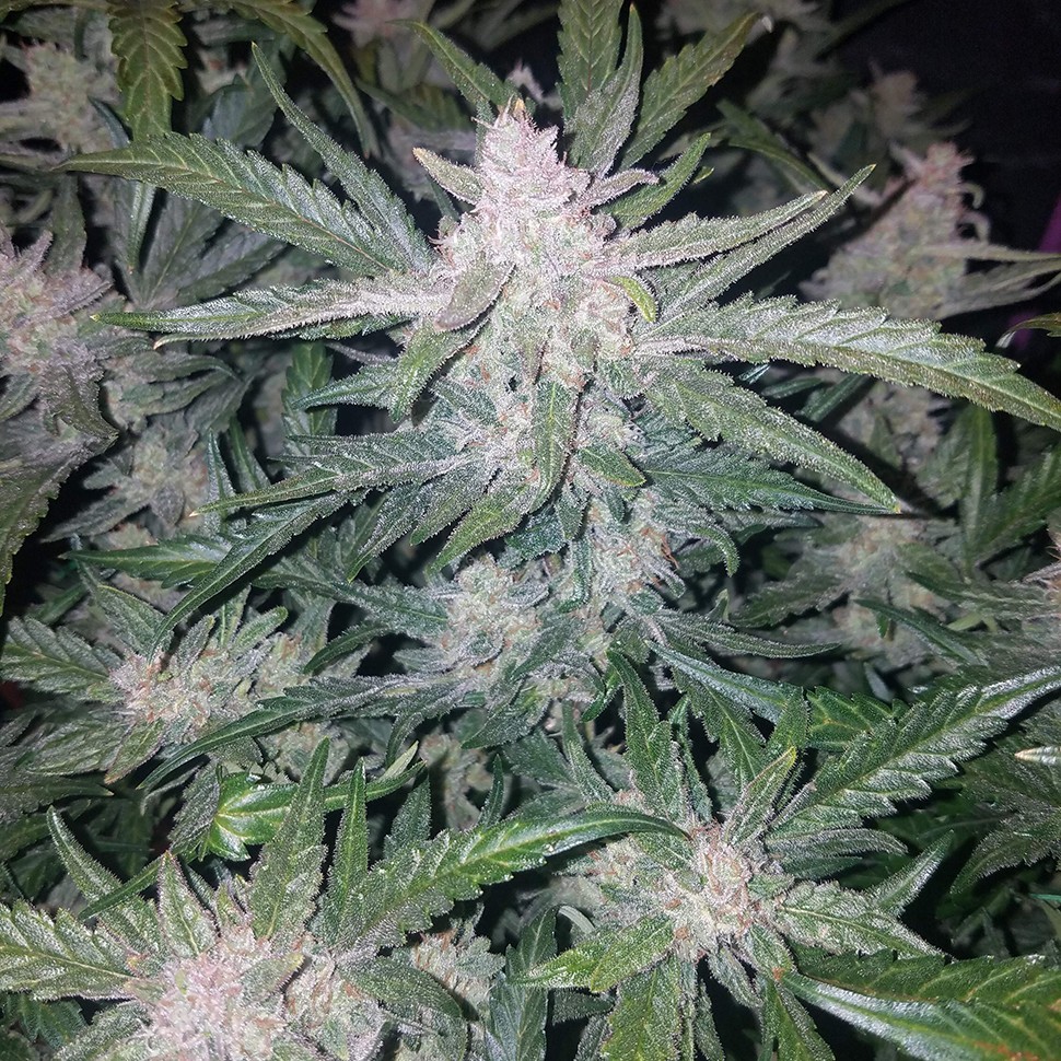 купить семена конопли f1 в оригинальной упаковке Auto Mexican Airlines feminised купить семена конопли f1 в оригинальной упаковке Auto Mexican Airlines feminised