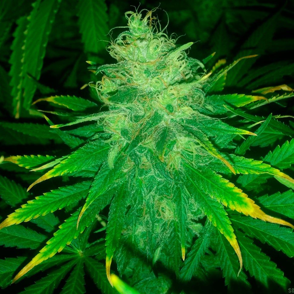 конопля сорная Daken feminised конопля сорная Daken feminised