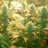 конопля посевная Daken feminised конопля посевная Daken feminised