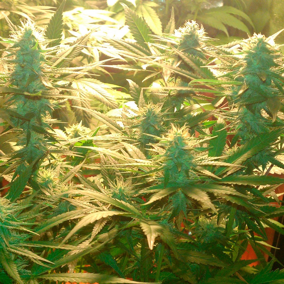 конопля посевная Daken feminised конопля посевная Daken feminised