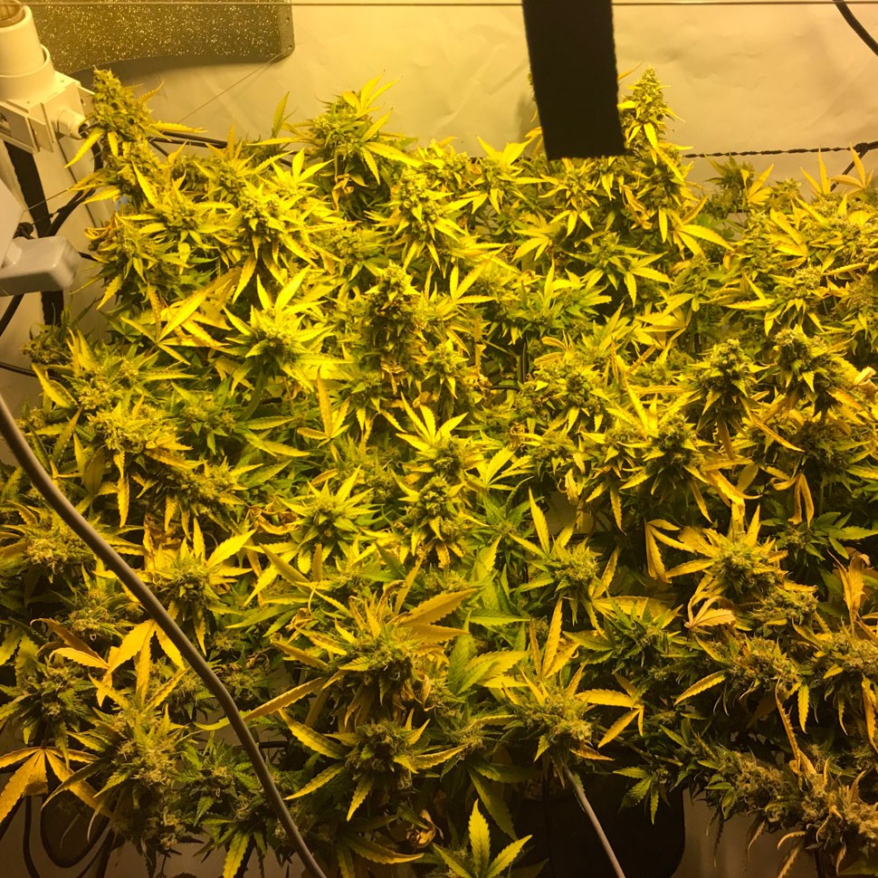 заказать семена конопли Daken feminised заказать семена конопли Daken feminised