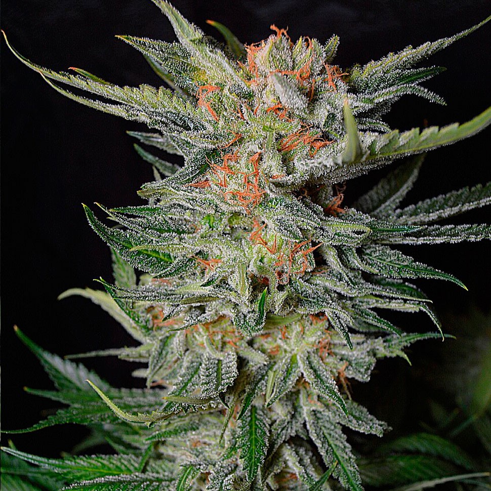 Семена конопли Daken feminised GanjaVIP Seeds
