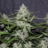 семена конопли в оригинальных упаковках White Widow feminised Victory Seeds семена конопли в оригинальных упаковках White Widow feminised Victory Seeds