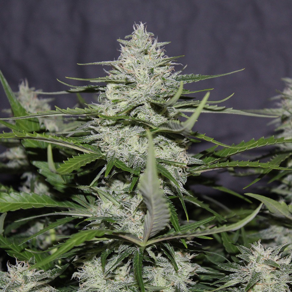 Семена конопли White Widow feminised Victory Seeds