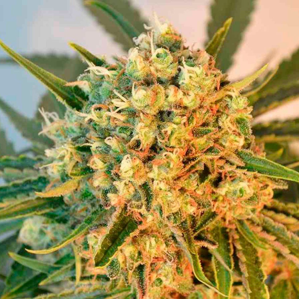 качественные семена конопли Freddy's Best feminised Ganja Seeds качественные семена конопли Freddy's Best feminised Ganja Seeds