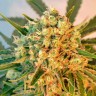 Семена ганжа Freddy's Best feminised Ganja Seeds Семена ганжа Freddy's Best feminised Ganja Seeds