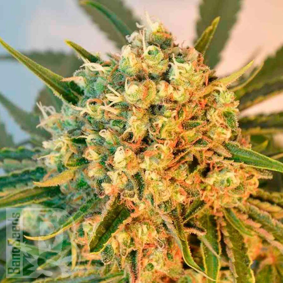 Семена ганжа Freddy's Best feminised Ganja Seeds Семена ганжа Freddy's Best feminised Ganja Seeds