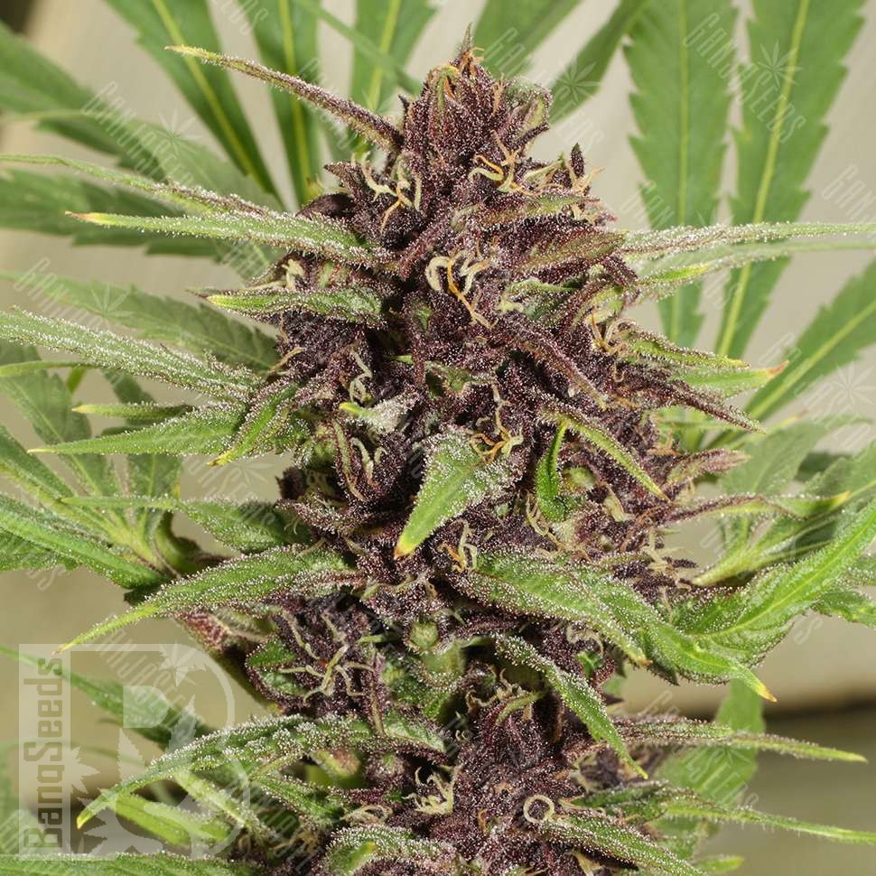 Семена ганжа Freddy's Best feminised Ganja Seeds Семена ганжа Freddy's Best feminised Ganja Seeds
