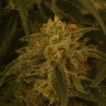 заказать семена конопли Afghan feminised заказать семена конопли Afghan feminised