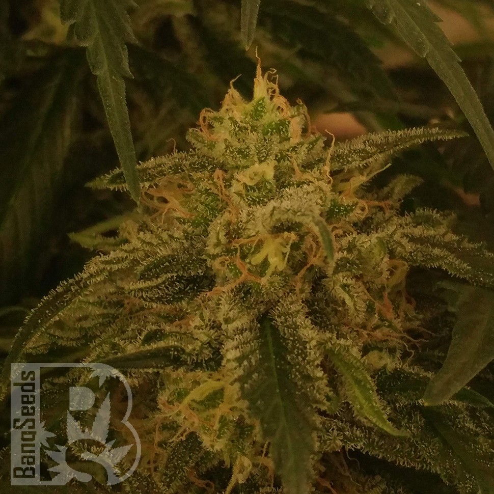 заказать семена конопли Afghan feminised заказать семена конопли Afghan feminised